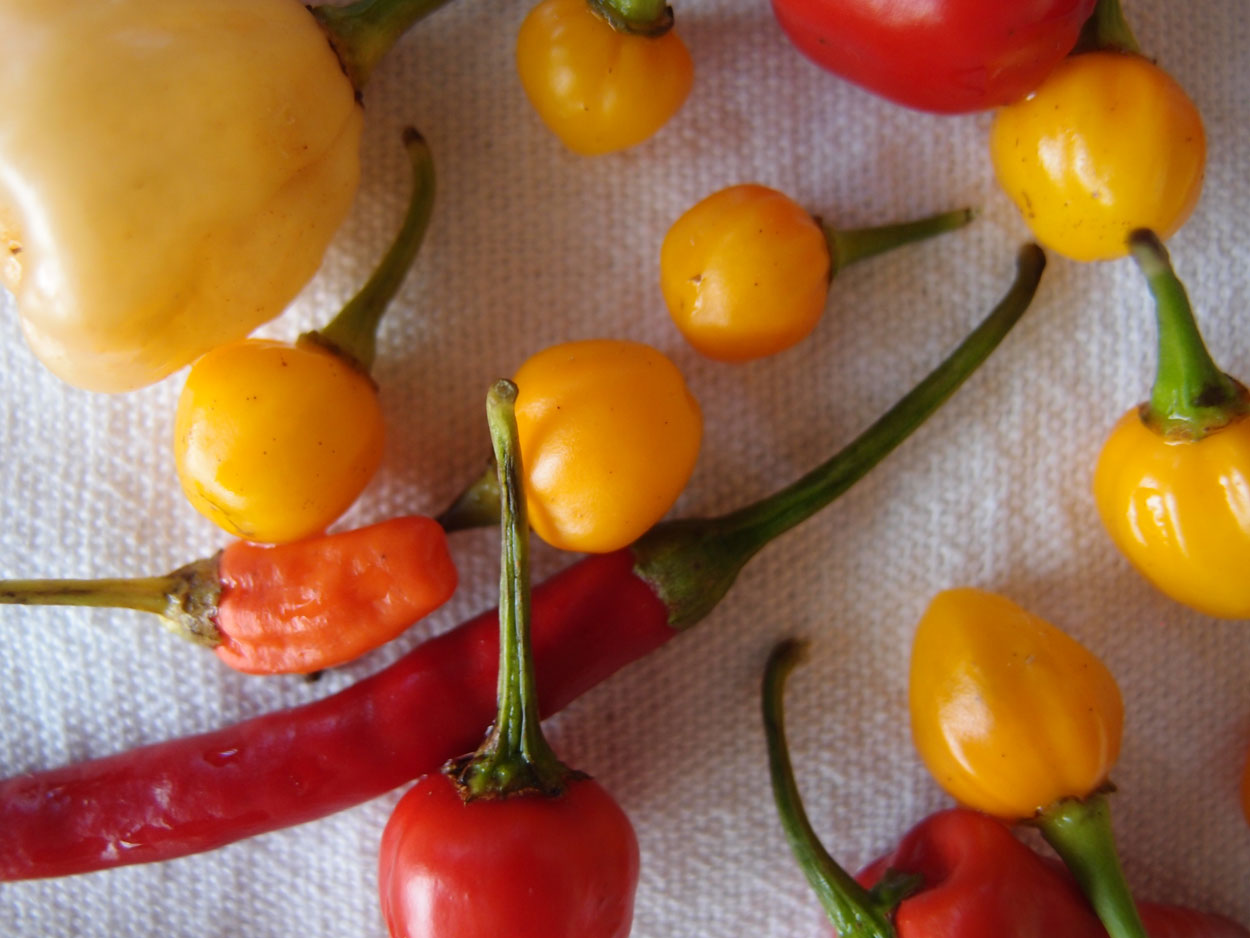 2016-01-26 Pimentas 1 + 2 (Foto)